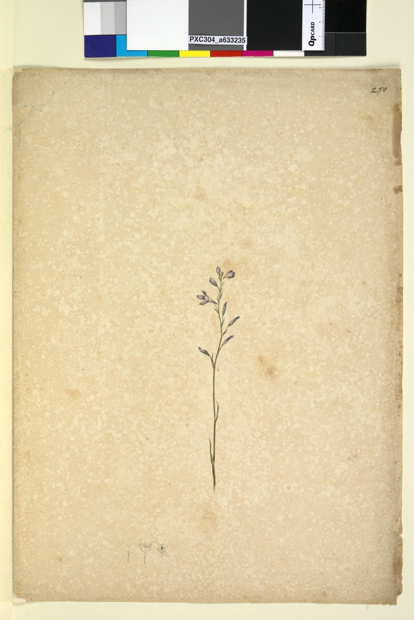 Sivu 250. Tuntematon kasvi, n. 1803-06 (wc, kynä, muste ja kynä) tekijältä John William Lewin
