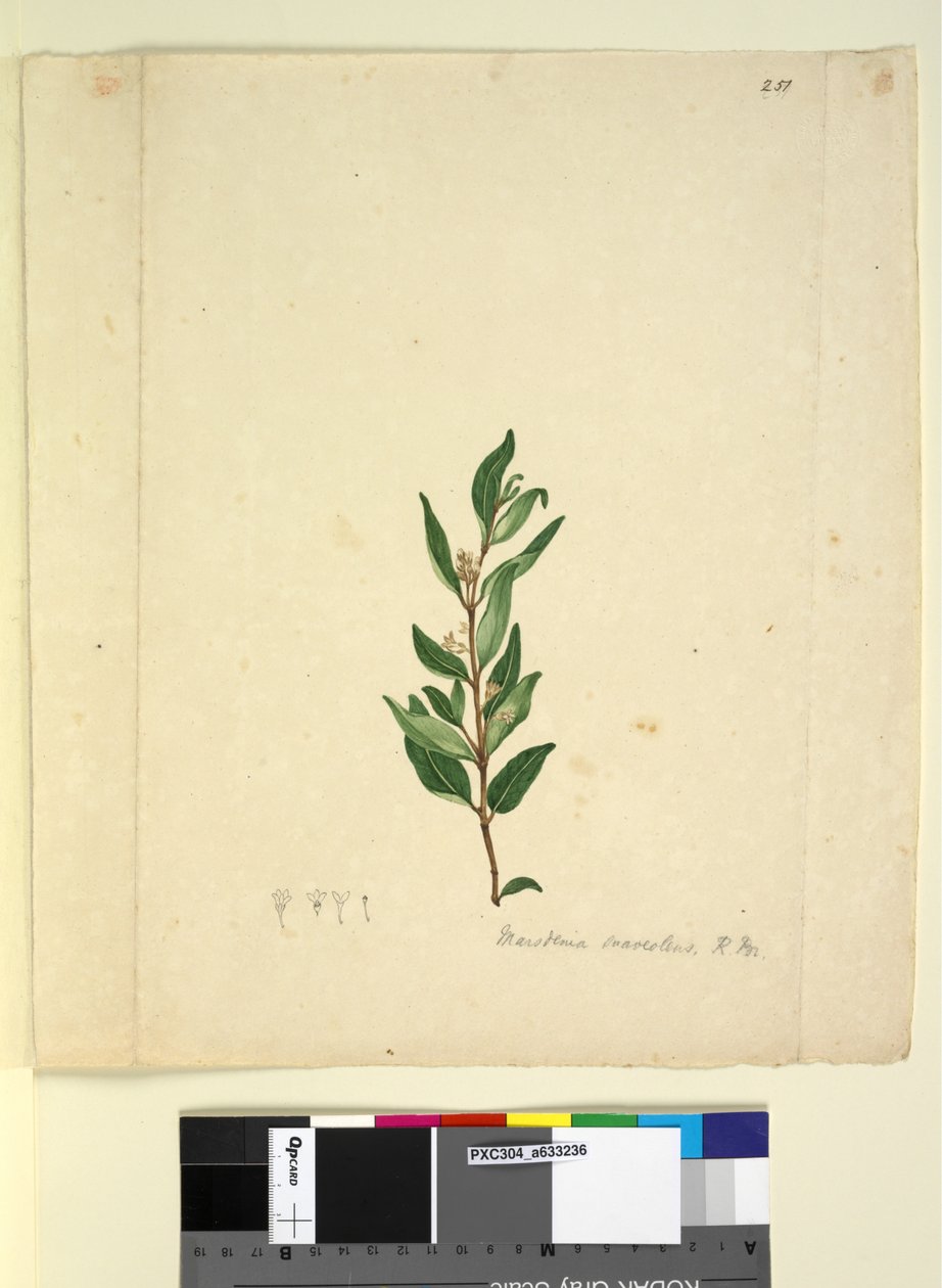 Sivu 251. Marsdenia suaveolens, n. 1803-06 (wc, kynä, muste ja kynä) tekijältä John William Lewin