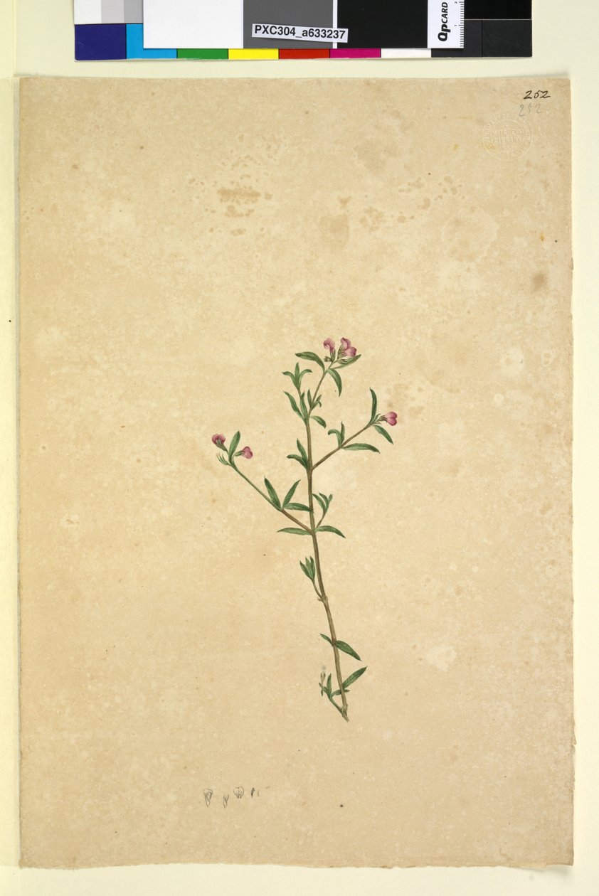 Sivu 252. Tuntematon kasvi, n. 1803-06 (wc, kynä, muste ja kynä) tekijältä John William Lewin