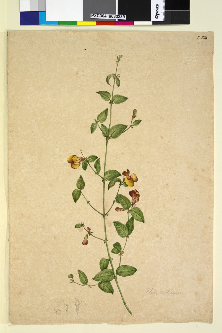 Sivu 254. Platylobium, n. 1803-06 (wc, kynä, muste ja kynä) tekijältä John William Lewin