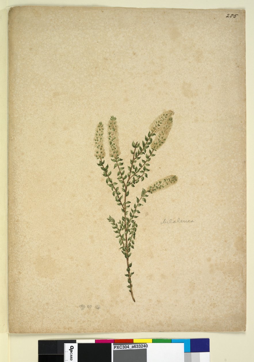 Sivu 255. Melaleuca, n. 1803-06 (wc, kynä, muste ja kynä) tekijältä John William Lewin
