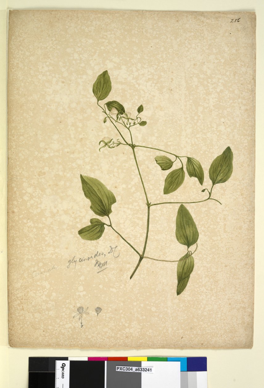 Sivu 256. Clematis glycinoides, n. 1803-06 (wc, kynä, muste ja kynä) tekijältä John William Lewin