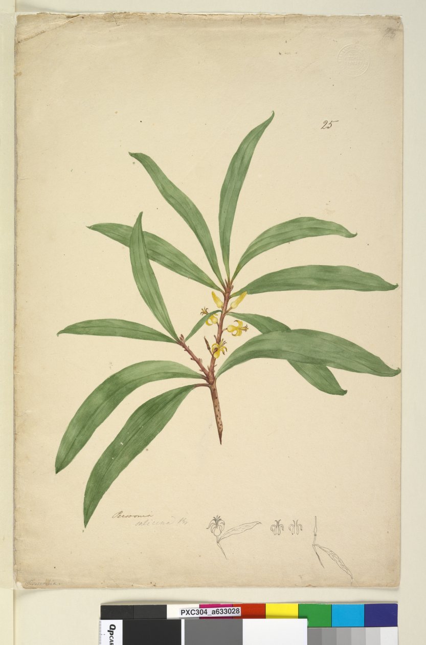 Sivu 25. Persoonia salicina, n. 1803-06 (wc, kynä, muste ja kynä) tekijältä John William Lewin