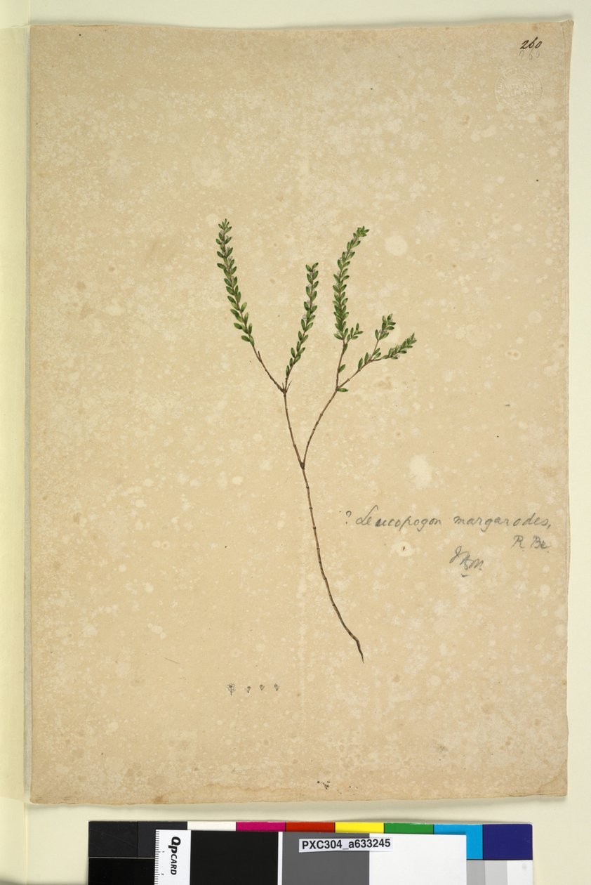 Sivu 260. Leucopogon margarodes, c.1803-06 (wc, kynä, muste ja kynä) tekijältä John William Lewin