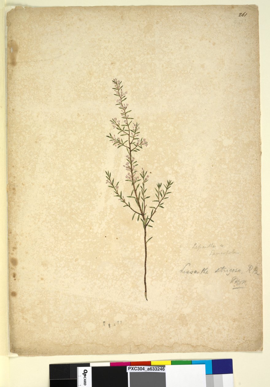 Sivu 261. Lissanthe strigosa, n. 1803-06 (wc, kynä, muste ja kynä) tekijältä John William Lewin