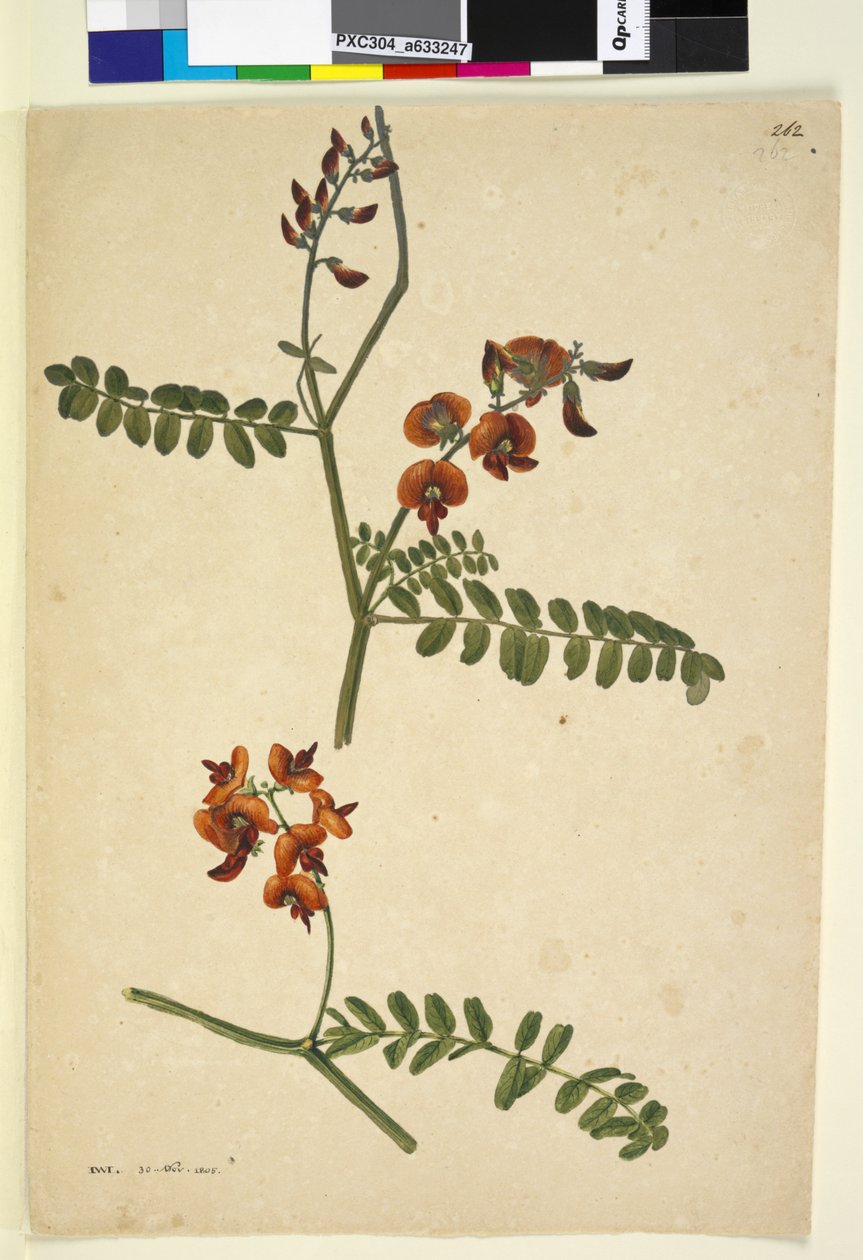 Sivu 262. Allekirjoitus: I.W.L. 30. marraskuuta 1805, n. 1803-1806 (wc, kynä, muste ja kynä) tekijältä John William Lewin