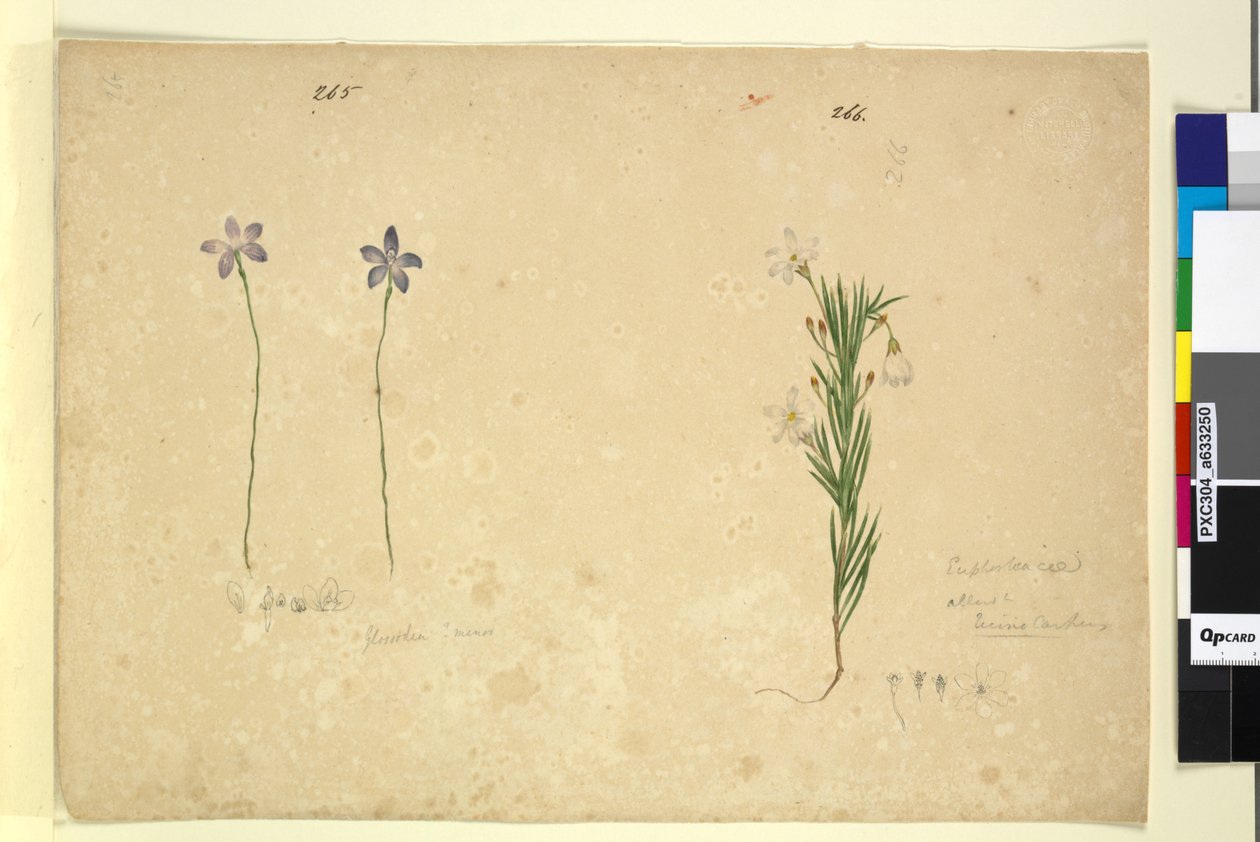 Sivu 265. Glossodia minor; 266. Ricinocarpus, n. 1803-06 (wc, kynä, muste ja kynä) tekijältä John William Lewin