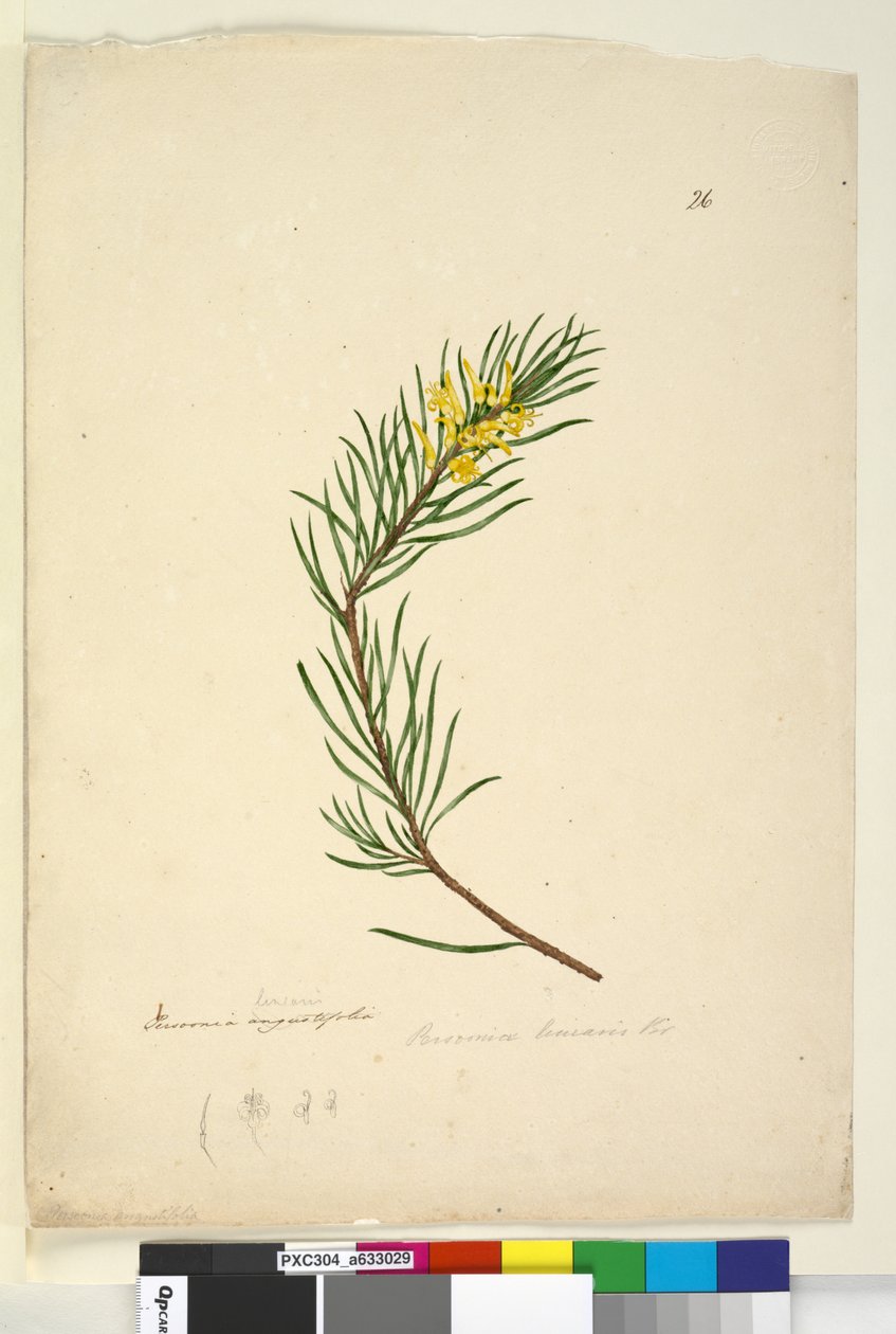 Sivu 26. Persoonia linearis, n. 1803-06 (wc, kynä, muste ja kynä) tekijältä John William Lewin