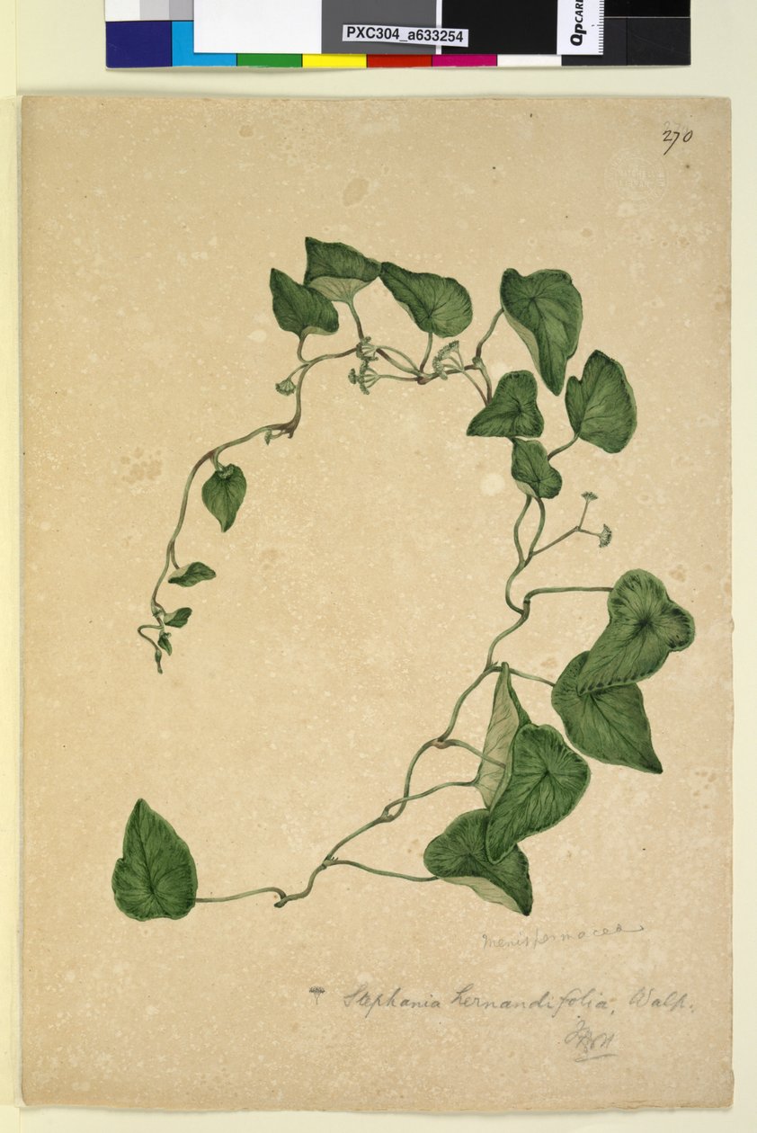 Sivu 270. Stephania hernandiaefolia, n. 1803-06 (wc, kynä, muste ja kynä) tekijältä John William Lewin