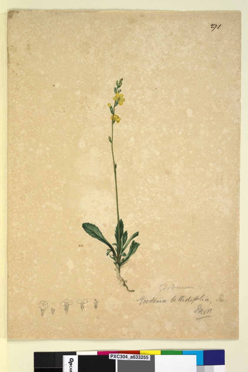 Sivu 271. Goodenia bellidifolia, n. 1803-06 (wc, kynä, muste ja kynä) tekijältä John William Lewin