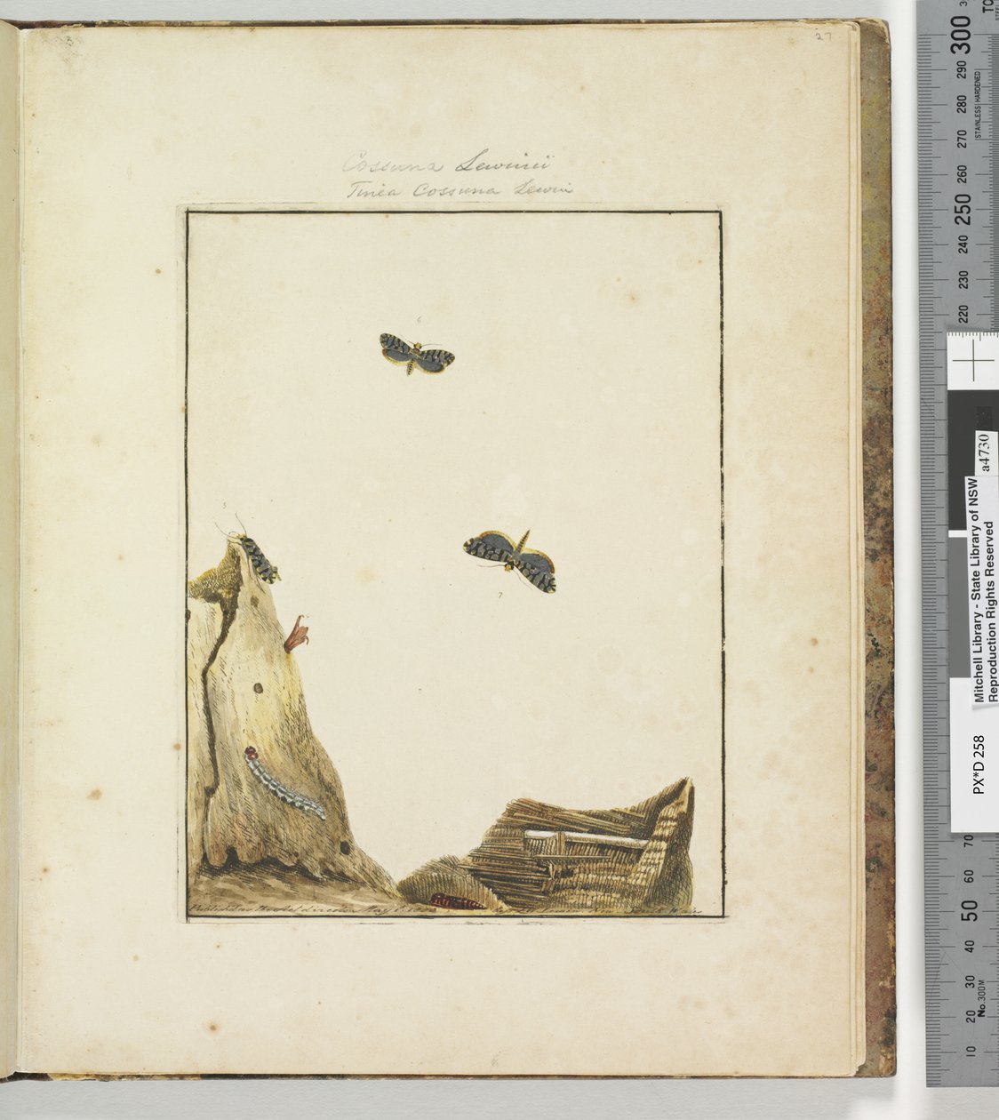 Sivu 27. Levy 7 Cossuna Lewinii Tinea Cossuna Lewin, 1803-04 (käsinväriset etsausprintit) tekijältä John William Lewin