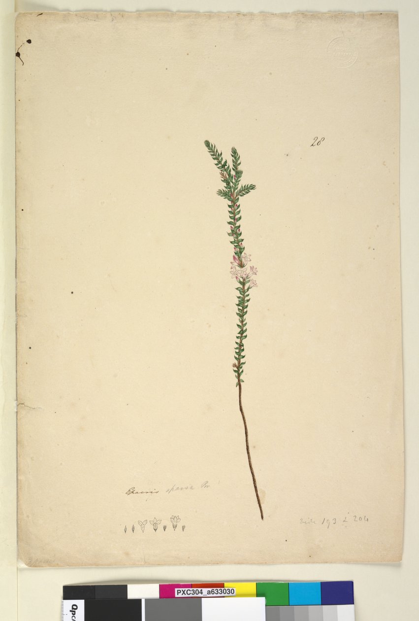 Sivu 28. Epacris sparsa, n. 1803-06 (wc, kynä, muste ja kynä) tekijältä John William Lewin