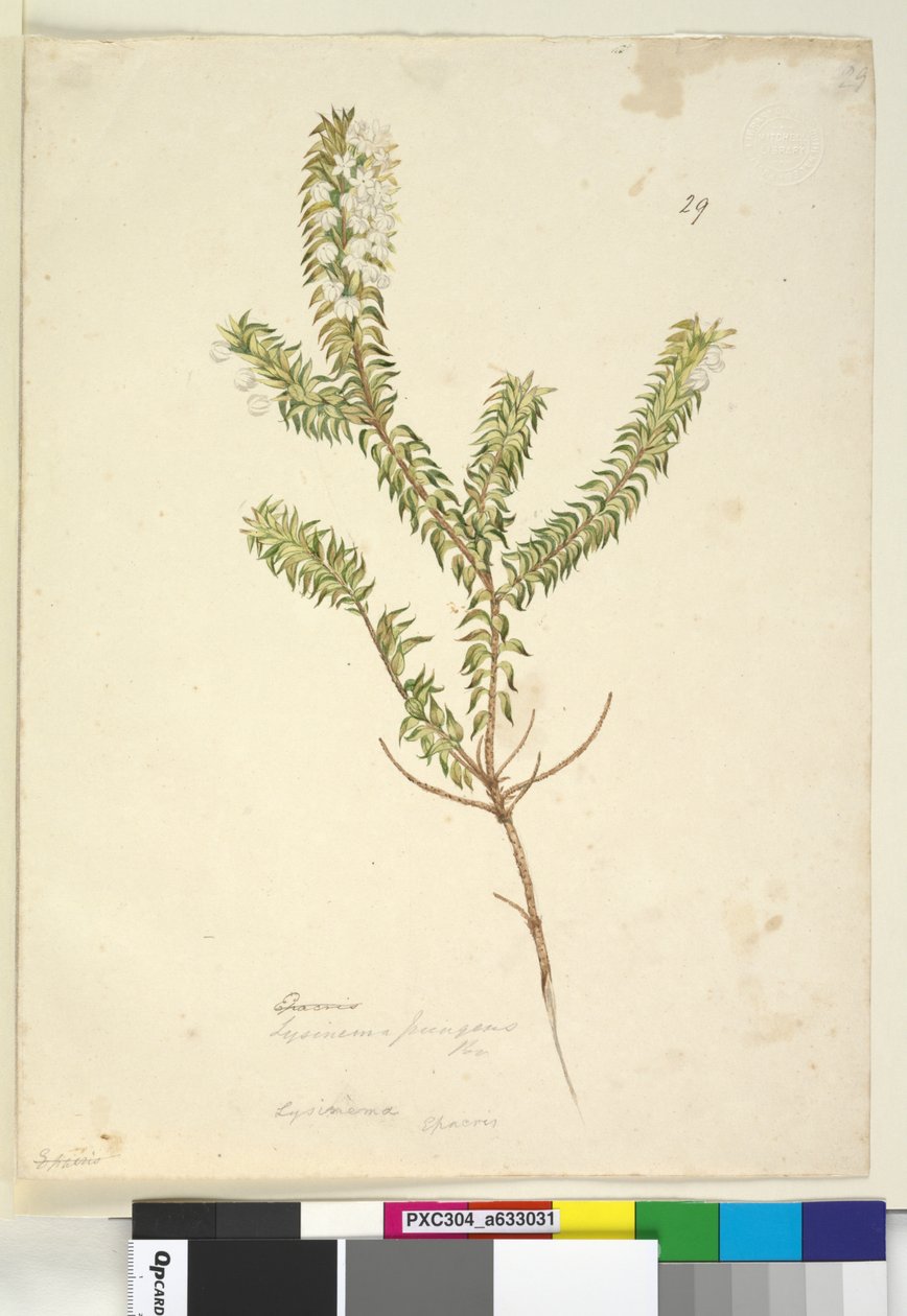 Sivu 29. Lysinema, n. 1803-06 (wc, kynä, muste ja kynä) tekijältä John William Lewin
