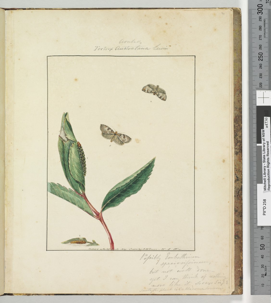 Sivu 31. Levy 8 Ara.. Tortrix Australana Lewin, 1803-04 (käsinväriset etsausprintit) tekijältä John William Lewin