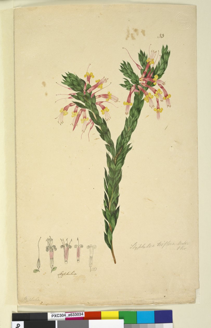 Sivu 33. Styphelia triflora, n. 1803-06 (wc, kynä, muste ja kynä) tekijältä John William Lewin