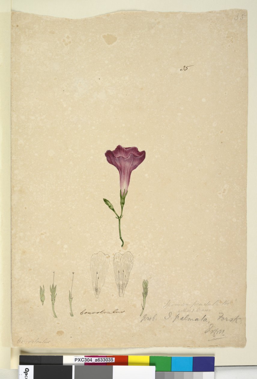 Sivu 35. Ipomoea palmata, n. 1803-06 (wc, kynä, muste ja kynä) tekijältä John William Lewin