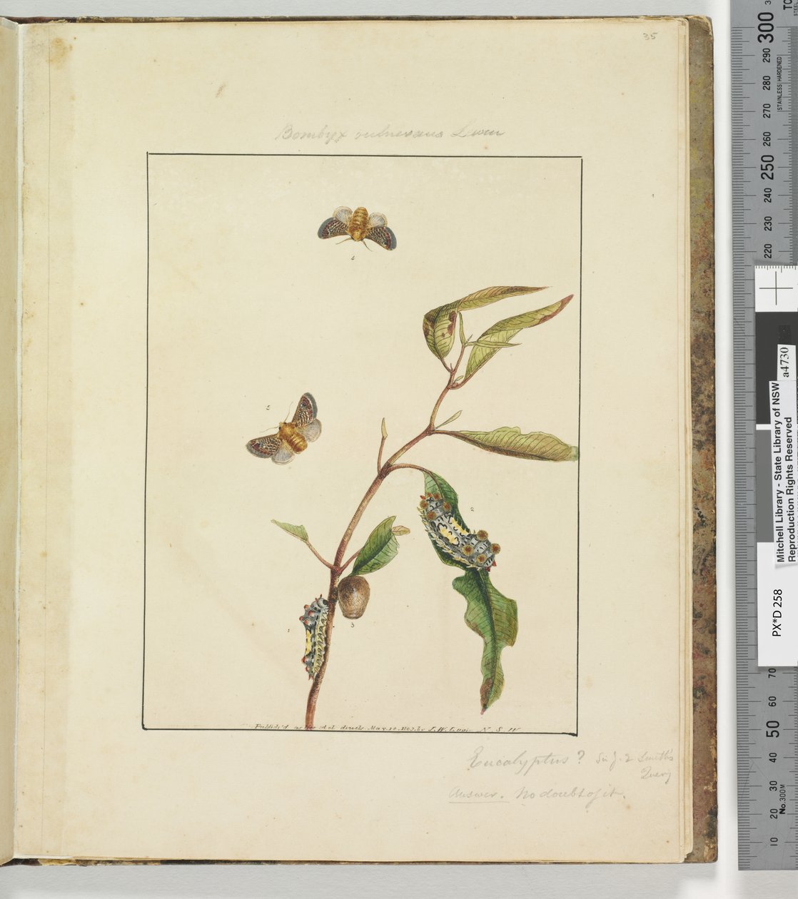 Sivu 35. Levy 9 Bombyx Vulnerans Lewin, 1803-04 (käsinväriset etsausprintit) tekijältä John William Lewin