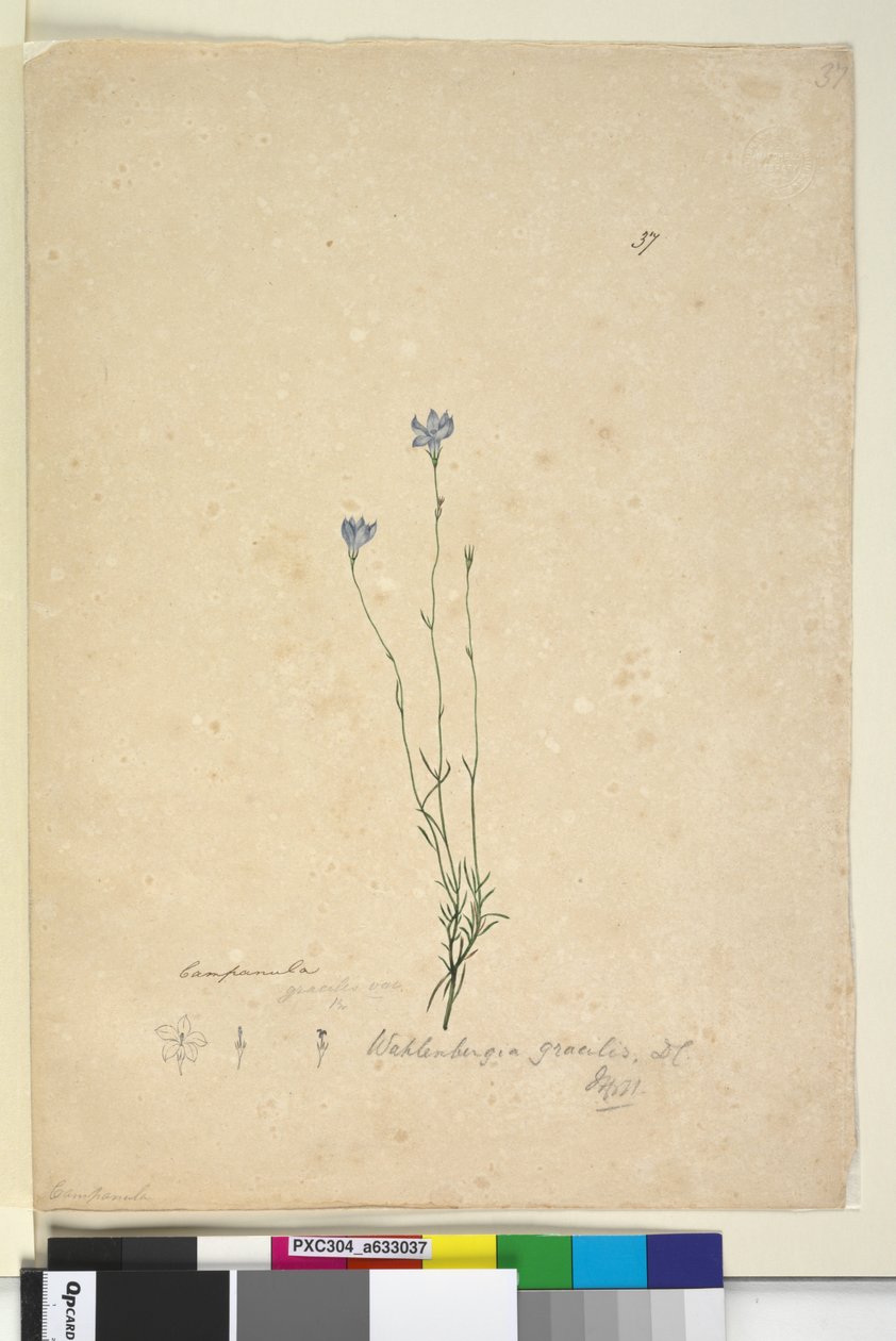 Sivu 37. Wahlenbergia gracilis, n. 1803-06 (wc, kynä, muste ja kynä) tekijältä John William Lewin