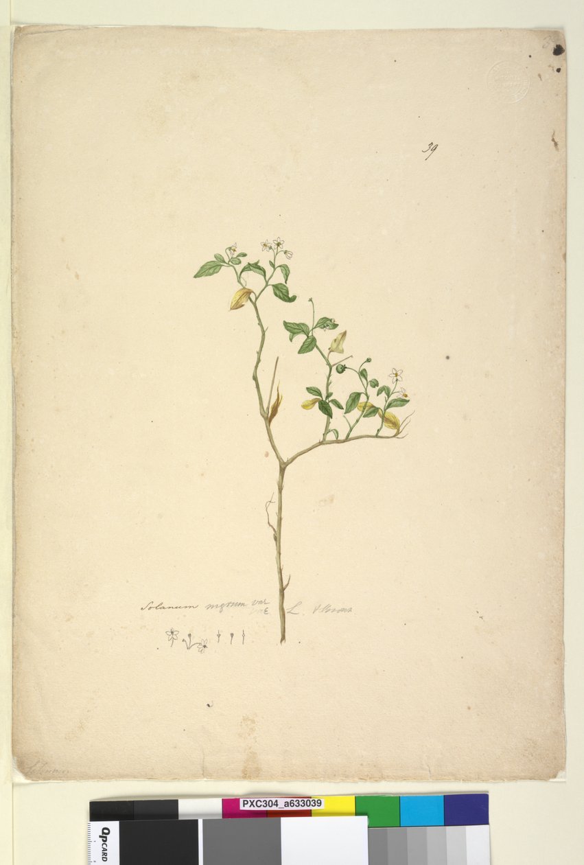 Sivu 39. Solanum nigrum, c.1803-06 (wc, kynä, muste ja kynä) tekijältä John William Lewin