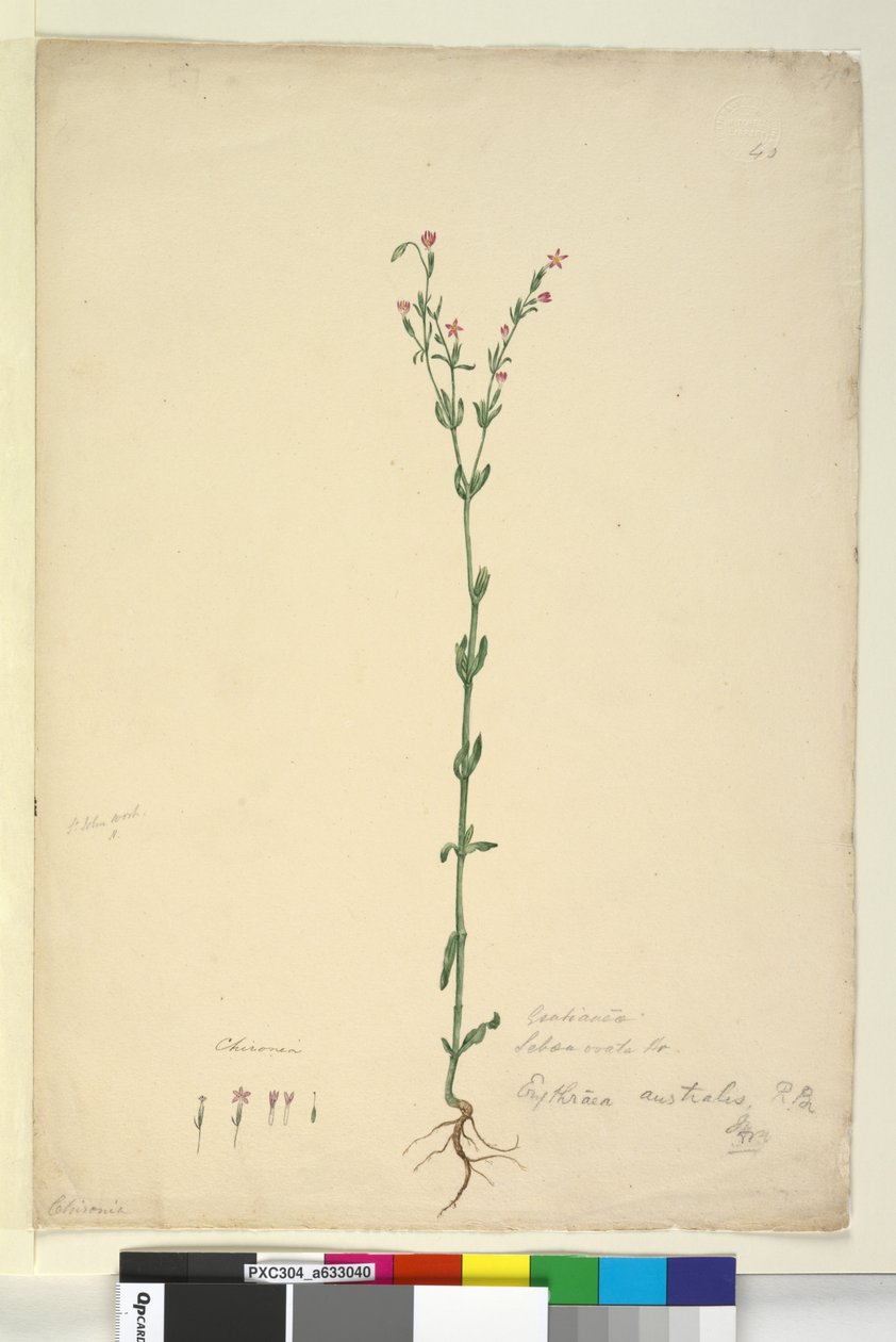 Sivu 40. Erythraea australis, n. 1803-06 (wc, kynä, muste ja kynä) tekijältä John William Lewin