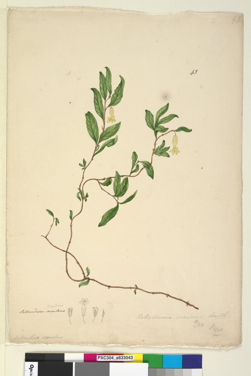 Sivu 43. Billardiera scandens, c.1803-06 (wc, kynä, muste ja lyijykynä) tekijältä John William Lewin