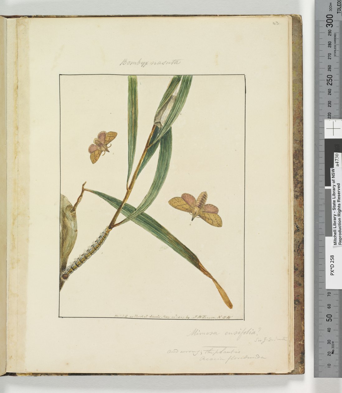 Sivu 43. Levy 11 Bombyx Nasuta, 1803-04 (käsinväriset etsausprintit) tekijältä John William Lewin