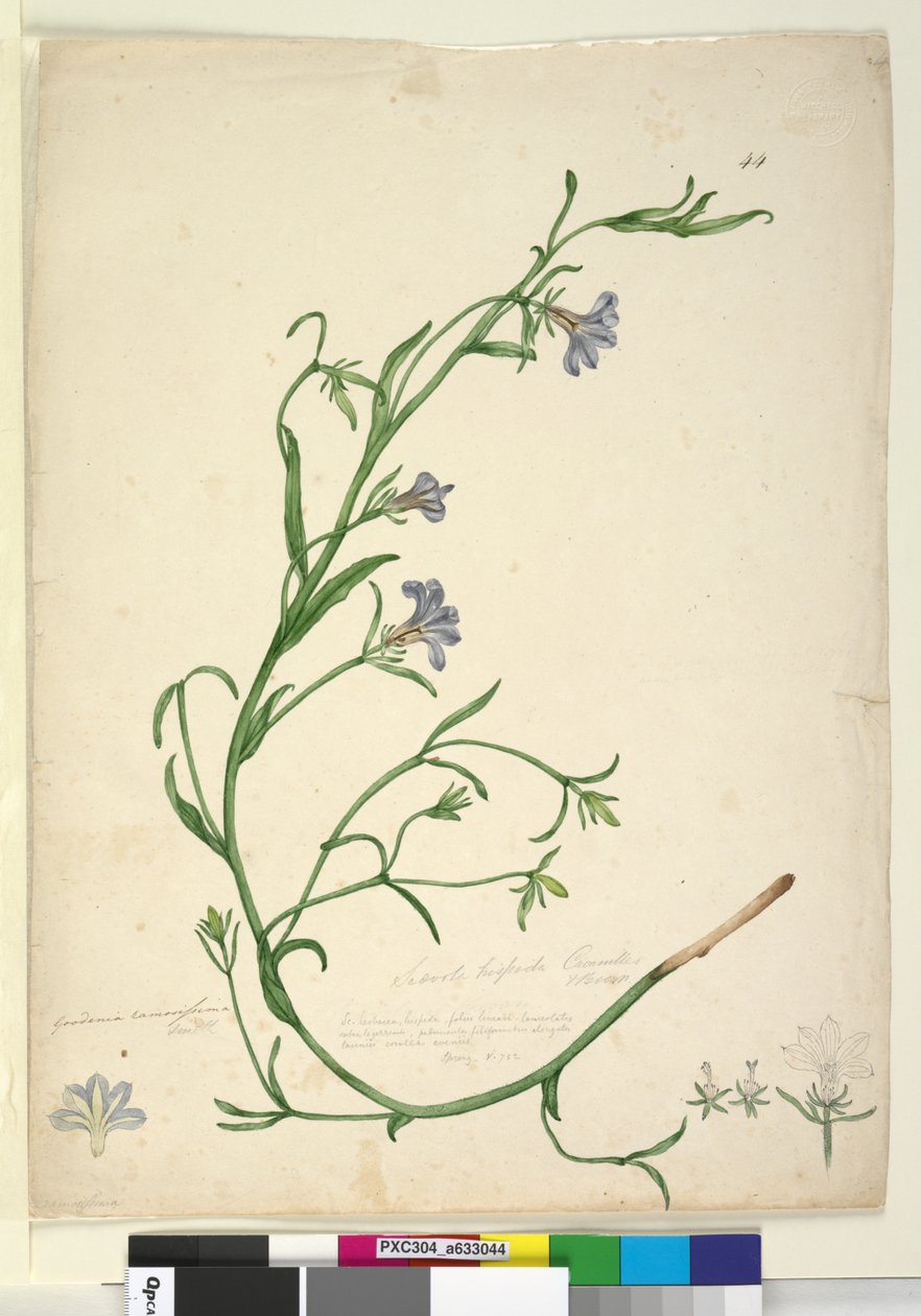 Sivu 44. Goodenia ramosissima, n. 1803-06 (wc, kynä, muste ja kynä) tekijältä John William Lewin