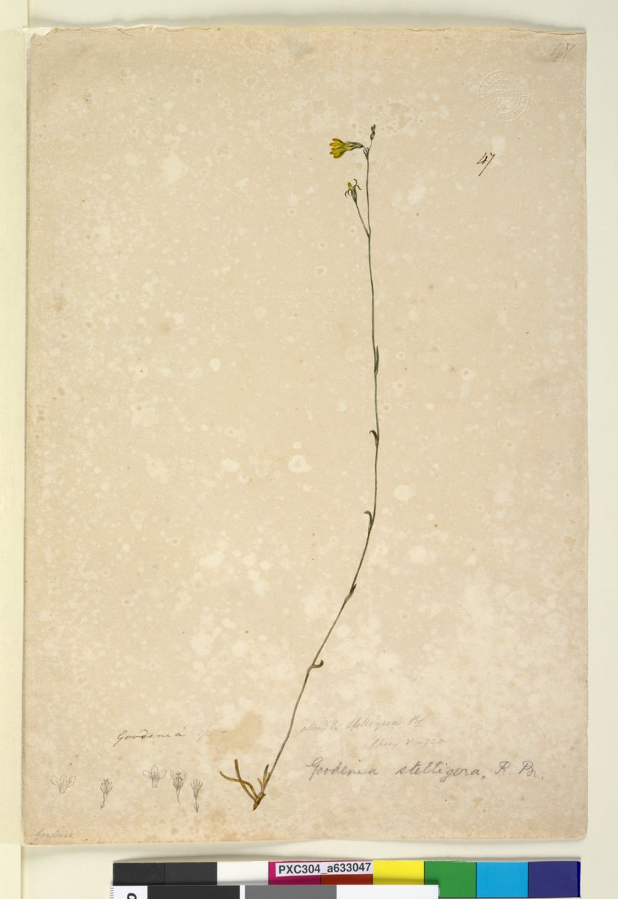 Sivu 47. Goodenia stelligera, n. 1803-06 (wc, kynä, muste ja kynä) tekijältä John William Lewin