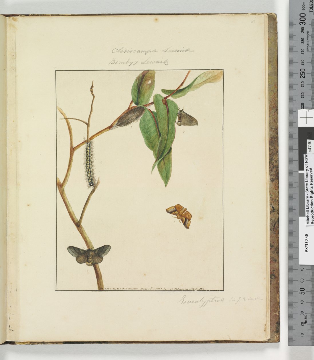 Sivu 47. Levy 12 Clisiocampa Lewinae Bombyx Lewinae, 1803-04 (käsinväriset etsausprintit) tekijältä John William Lewin