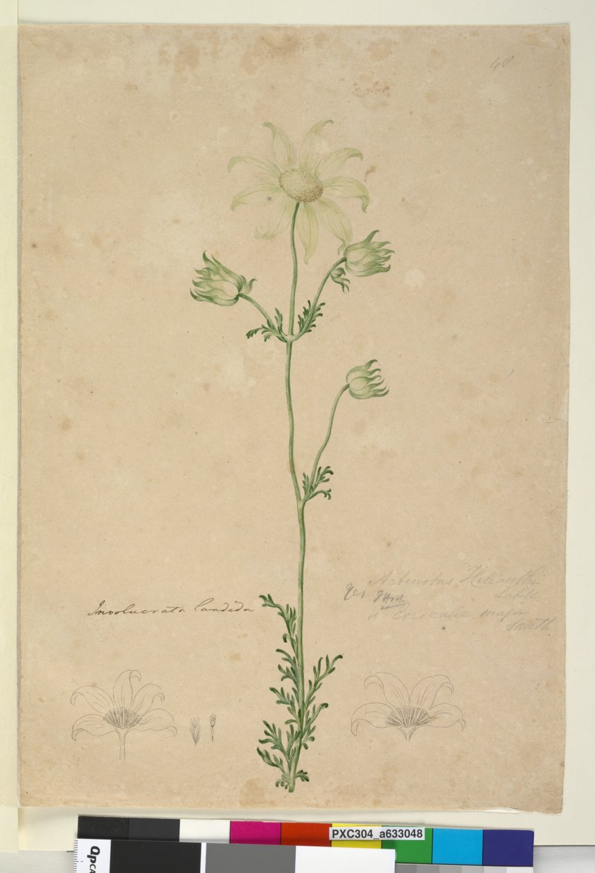 Sivu 48. Actinotus Helianthi, n. 1803-06 (wc, kynä, muste ja kynä) tekijältä John William Lewin