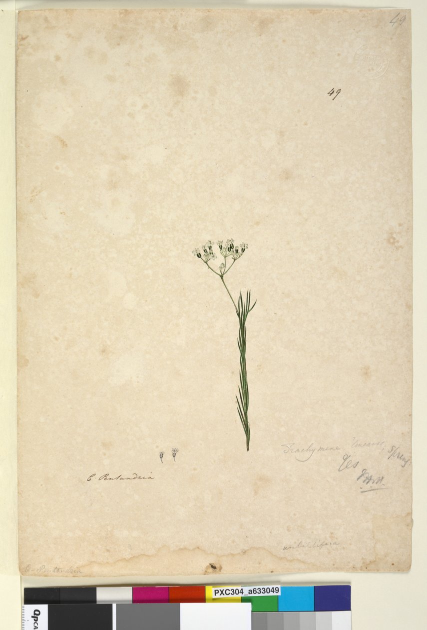 Sivu 49. Trachymene linearis, n. 1803-06 (wc, kynä, muste ja kynä) tekijältä John William Lewin