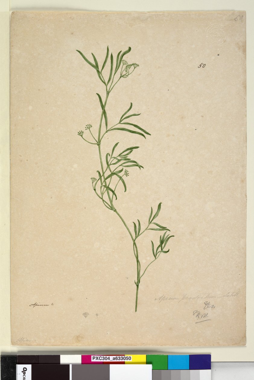 Sivu 50. Apium, n. 1803-06 (wc, kynä, muste ja kynä) tekijältä John William Lewin