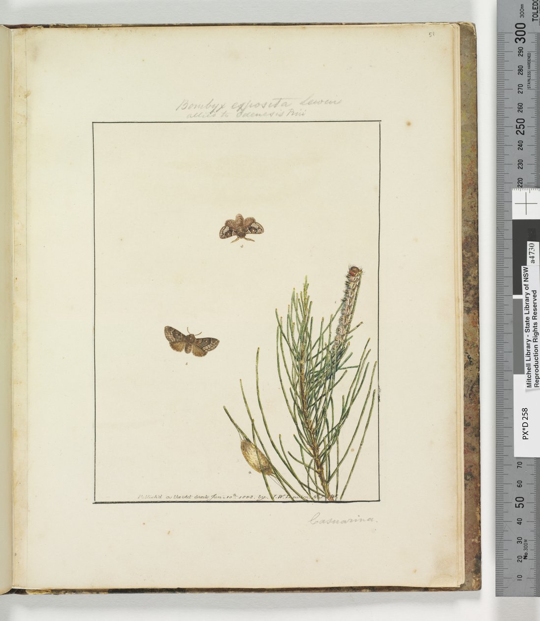 Sivu 51. Levy 13 Bombyx Exposita Lewin liittoutui..., 1803-04 (käsinväriset etsausprintit) tekijältä John William Lewin