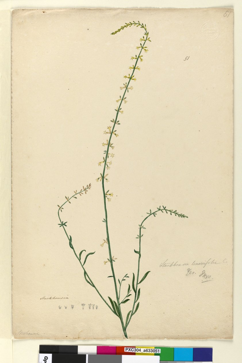 Sivu 51. Stackhousia, n. 1803-06 (wc, kynä, muste ja kynä) tekijältä John William Lewin