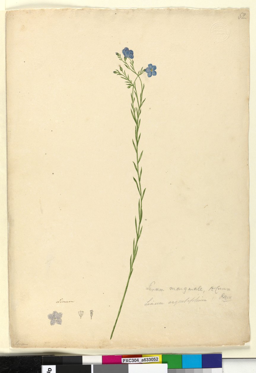 Sivu 52. Linum marginale, n. 1803-06 (wc, kynä, muste ja kynä) tekijältä John William Lewin