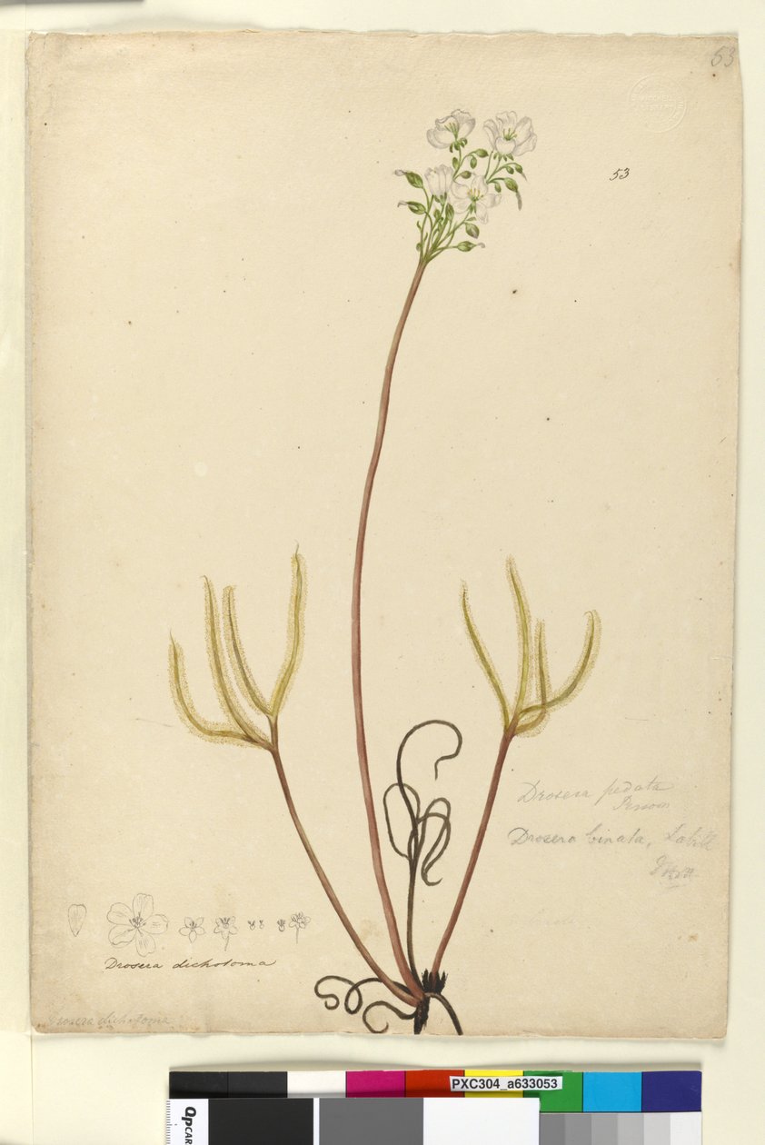 Sivu 53. Drosera binata, c.1803-06 (wc, kynä, muste ja kynä) tekijältä John William Lewin