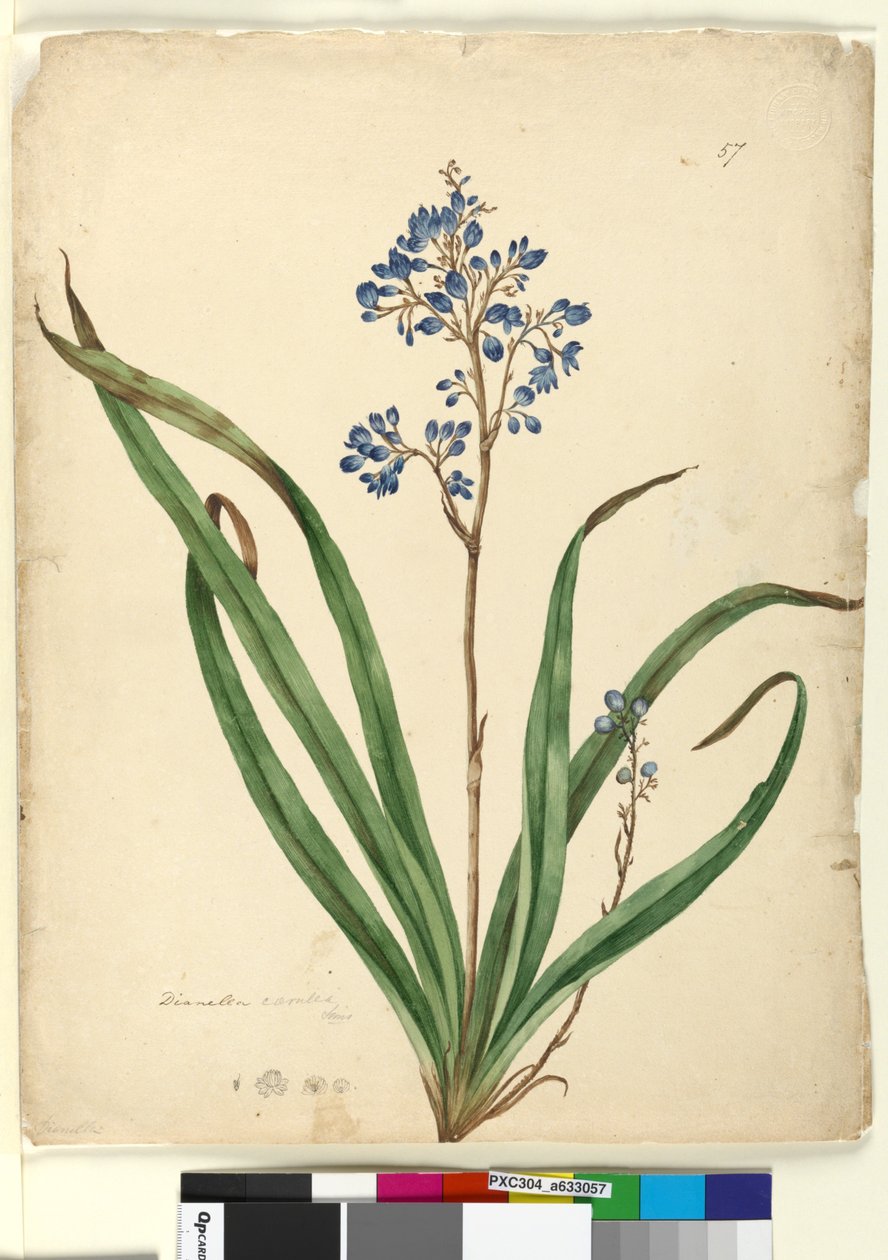 Sivu 57. Dianella caerulea, n. 1803-06 (wc, kynä, muste ja kynä) tekijältä John William Lewin
