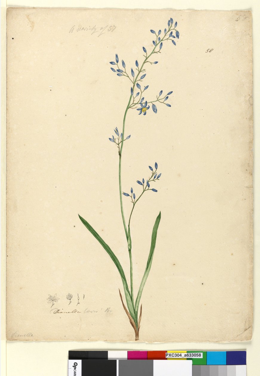 Sivu 58. Dianella levis, n. 1803-06 (wc, kynä, muste ja kynä) tekijältä John William Lewin
