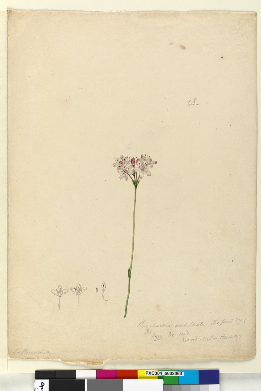 Sivu 63. Burchardia umbellata, n. 1803-06 (wc, kynä, muste ja kynä) tekijältä John William Lewin