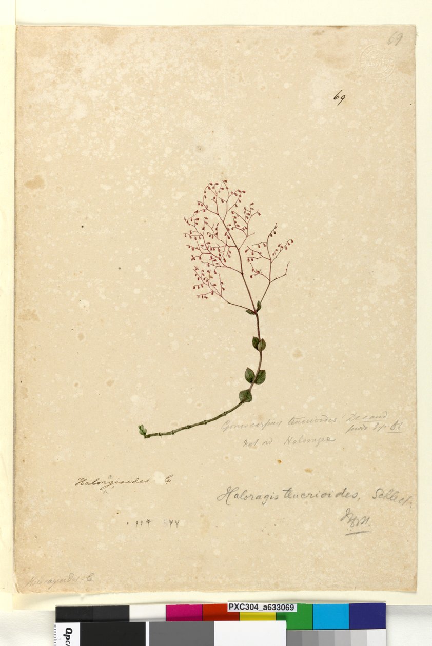 Sivu 69. Gonocarpus teucrioides, n. 1803-06 (wc, kynä, muste ja kynä) tekijältä John William Lewin