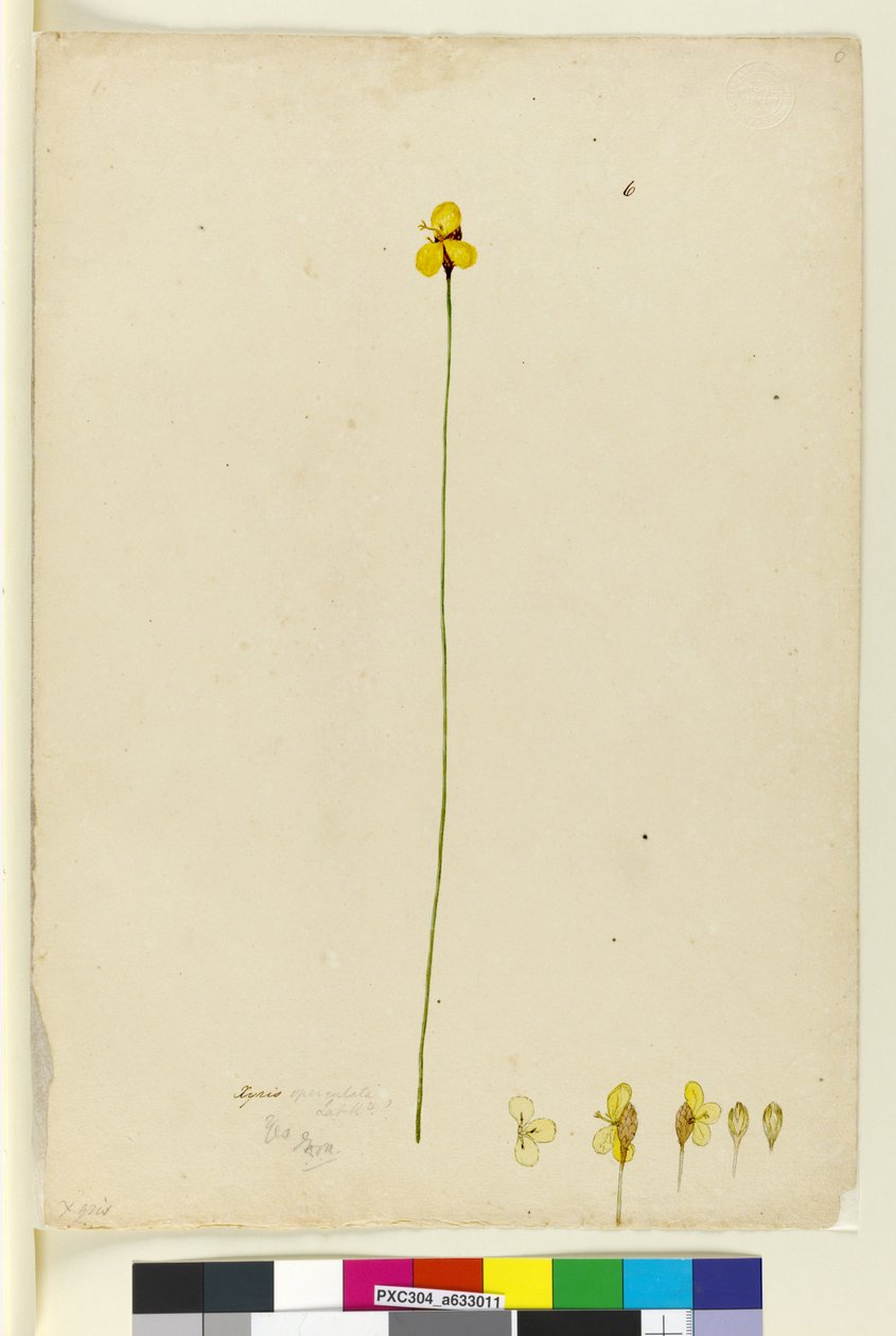 Sivu 6. Xyris operculata, n. 1803-06 (wc, kynä, muste ja kynä) tekijältä John William Lewin