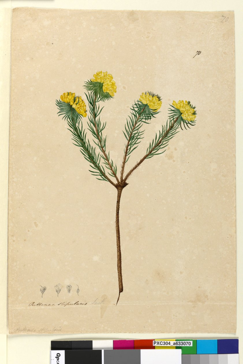 Sivu 70. Pultenaea stipularis, n. 1803-06 (wc, kynä, muste ja kynä) tekijältä John William Lewin