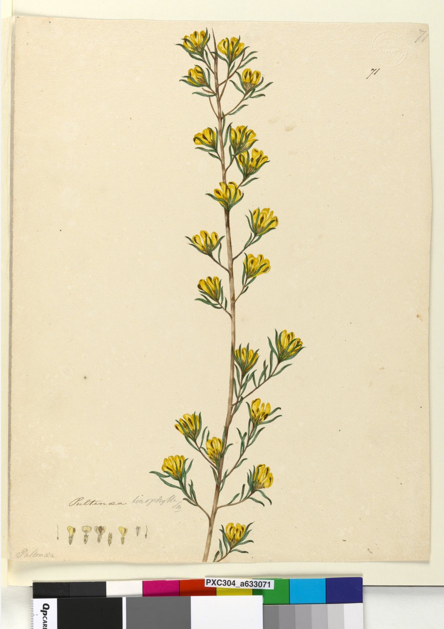 Sivu 71. Pultenaea linophylla, n. 1803-06 (wc, kynä, muste ja kynä) tekijältä John William Lewin