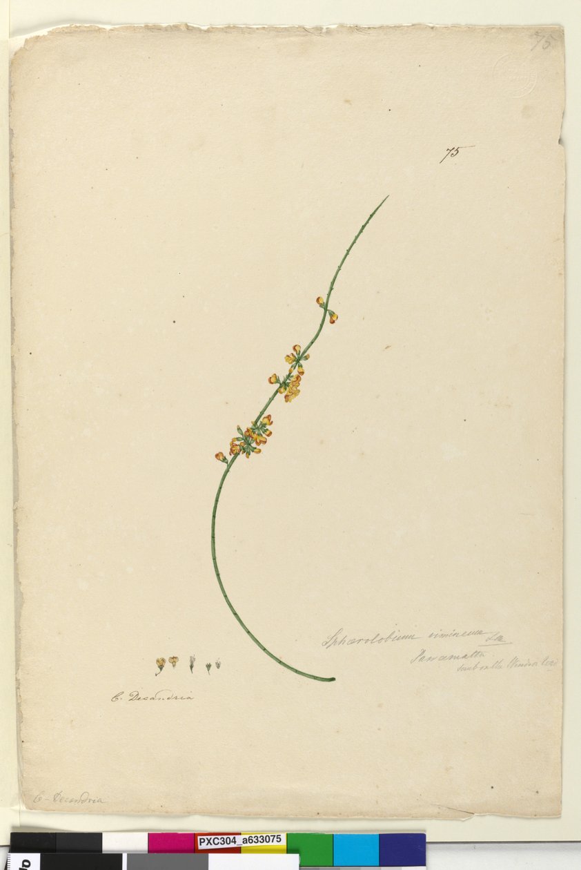 Sivu 75. Sphaerolobium vimineum, n. 1803-06 (wc, kynä, muste ja kynä) tekijältä John William Lewin
