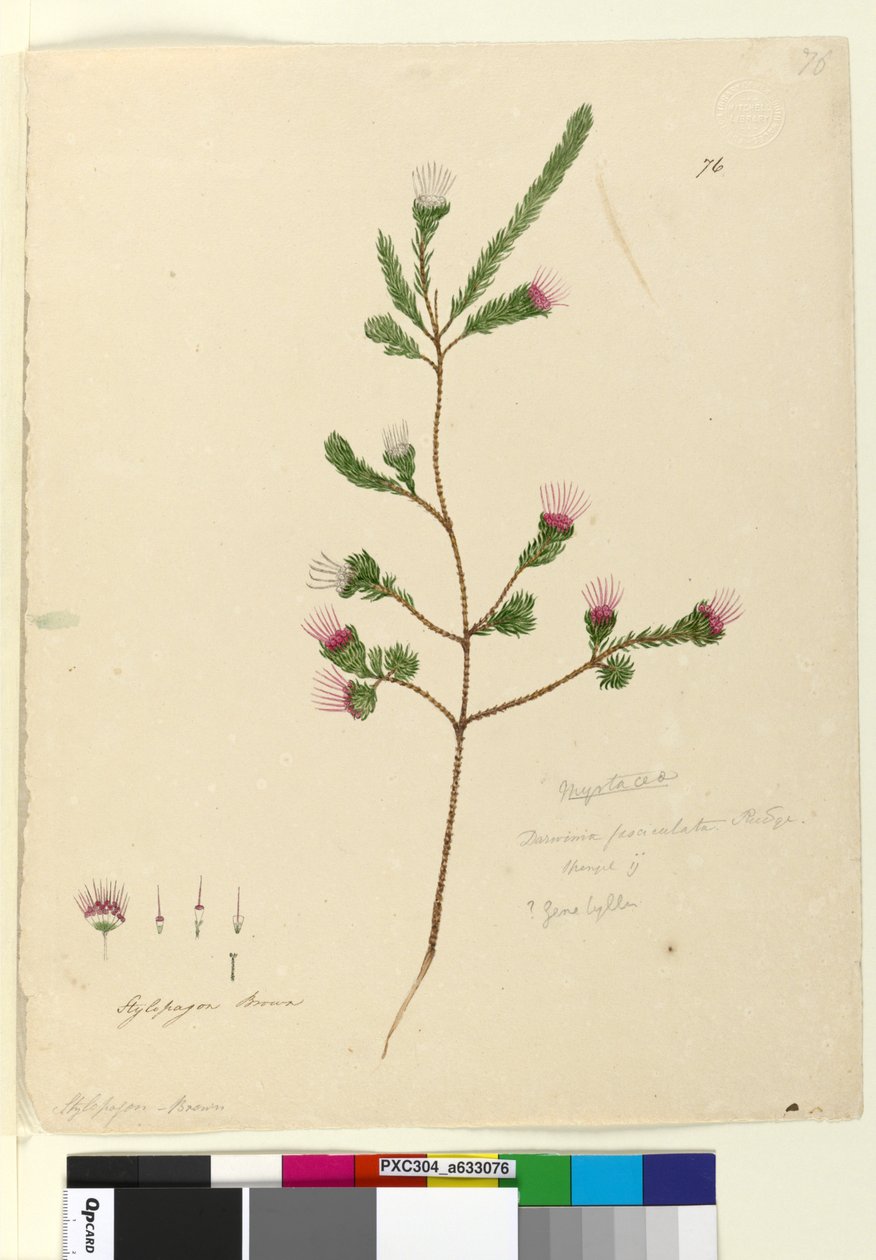 Sivu 76. Darwinia fascicularis, n. 1803-06 (wc, kynä, muste ja kynä) tekijältä John William Lewin