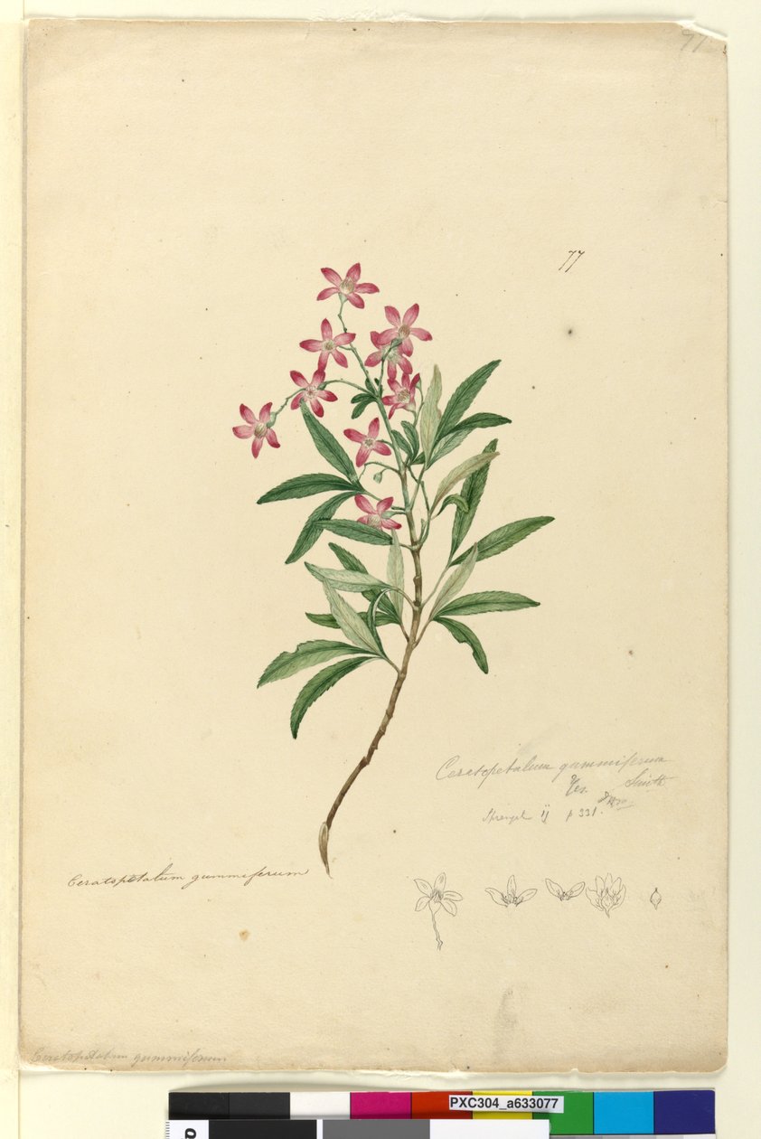 Sivu 77. Ceratopetalum gummiferum, c.1803-06 (wc, kynä, muste ja kynä) tekijältä John William Lewin