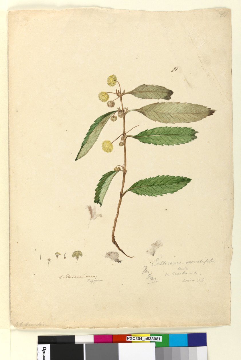 Sivu 81. Callicoma serratifolia, n. 1803-06 (wc, kynä, muste ja kynä) tekijältä John William Lewin