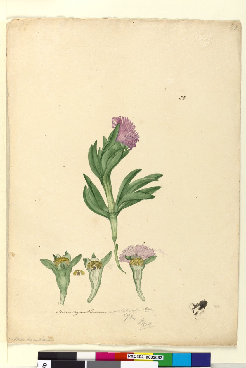 Sivu 82. Mesembryanthemum aequilaterale, n. 1803-06 (wc, kynä, muste ja kynä) tekijältä John William Lewin