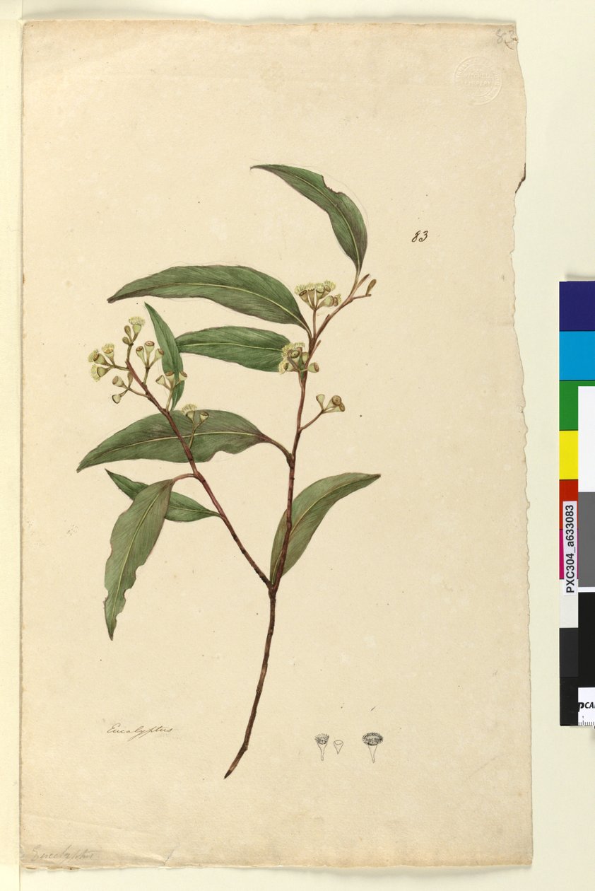 Sivu 83. Eucalyptus, n. 1803-06 (wc, kynä, muste ja kynä) tekijältä John William Lewin