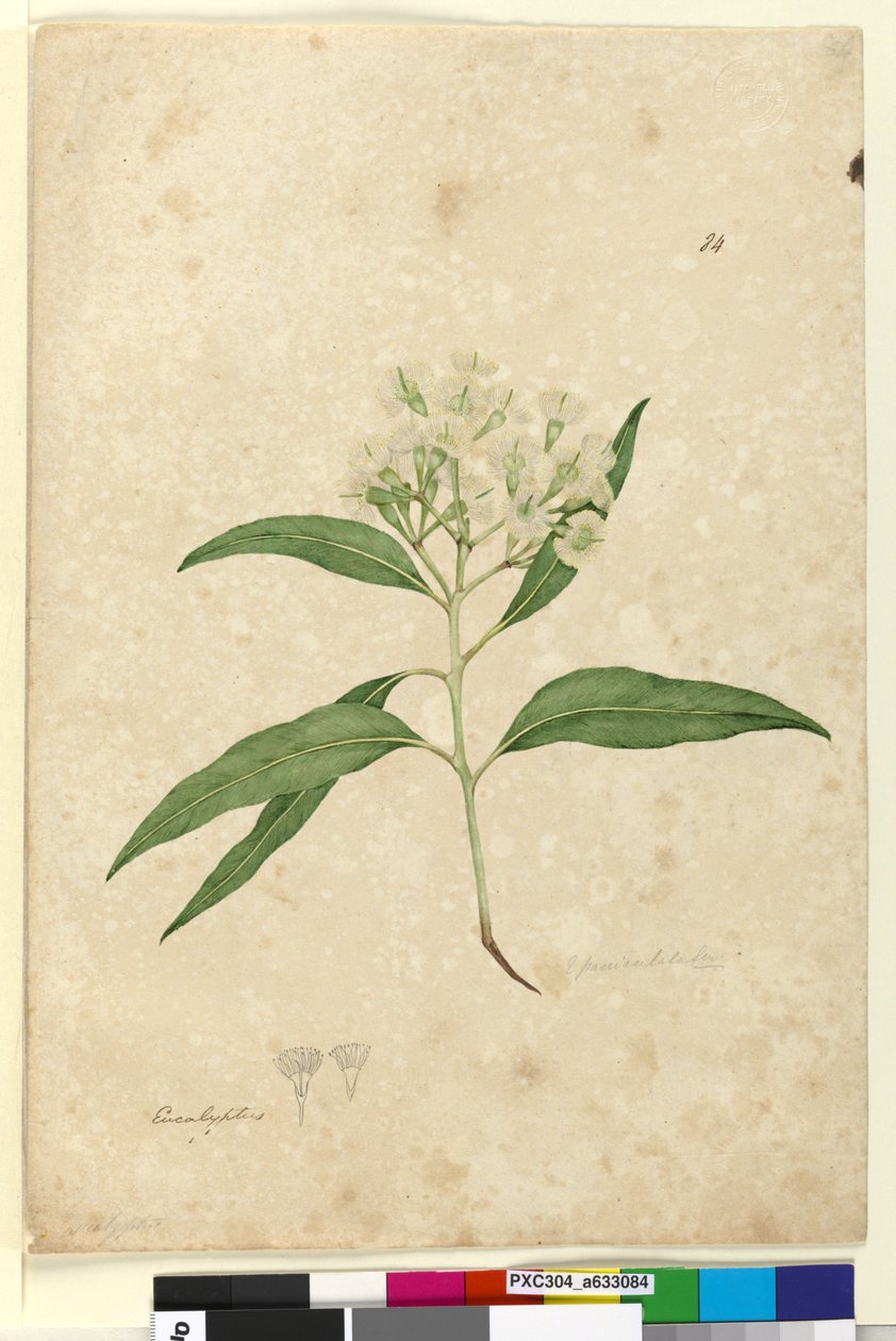 Sivu 84. Eucalyptus paniculata, n. 1803-06 (wc, kynä, muste ja kynä) tekijältä John William Lewin